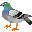 212 [D] Pigeon voyageur