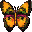 [B] Papillon (id 316)