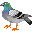 Pigeon voyageur