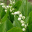 muguet.gif