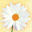 paquerette.gif