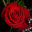 rose.gif